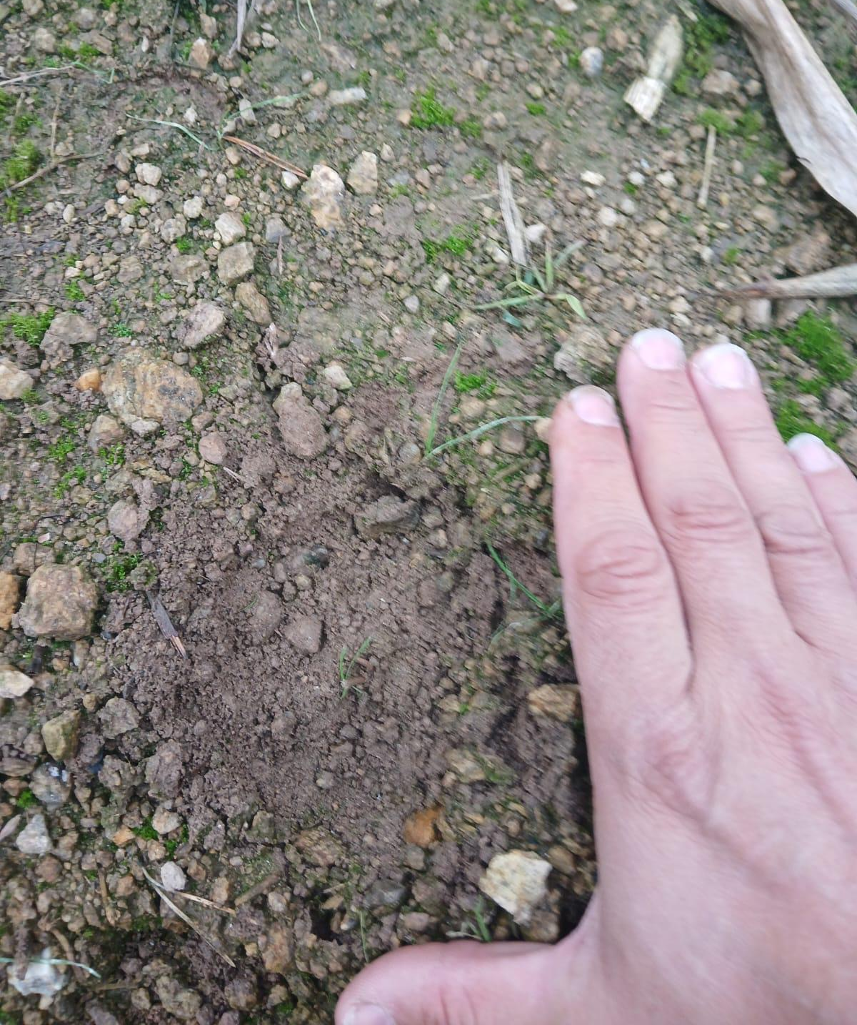 UPOZORNĚNÍ PRO OBYVATELE TÝNA NAD VLTAVOU A OKOLÍ PŘED MOŽNÝM VÝSKYTEM VĚTŠÍ KOČKOVITÉ ŠELMY
