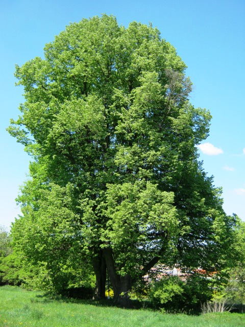 Lípa v Doubravce soutěží o strom roku